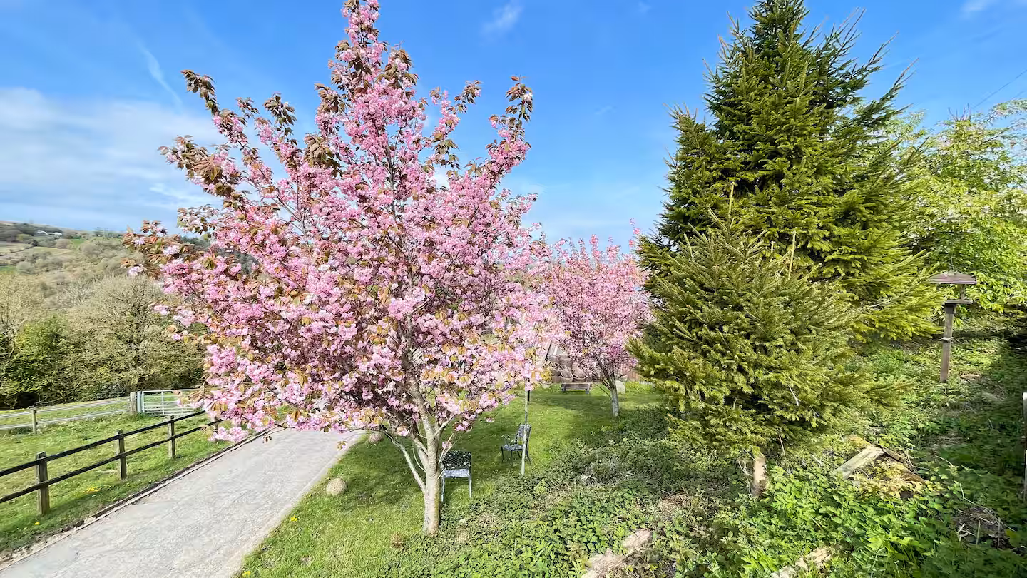 Scenic outdoor path lined with cherry blossom trees in full pink bloom and green pine trees under a clear blue sky.