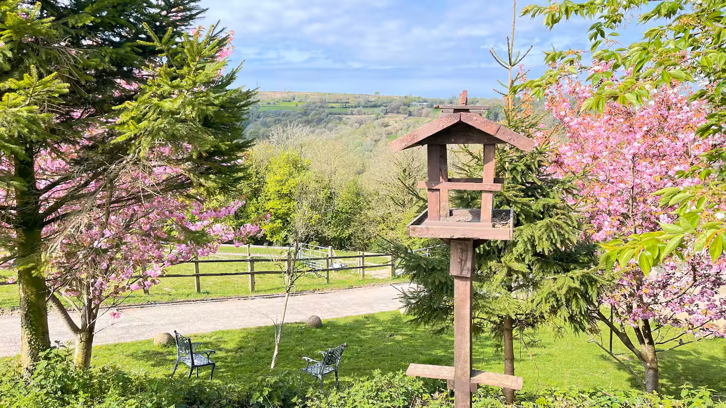 Wooden bird feeder on a pole surrounded by blooming pink cherry blossom trees, green grass, metal chairs, and a fenced rural landscape.