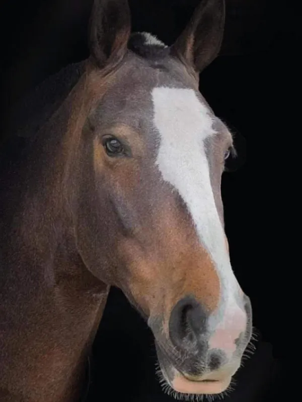 Close-up of a brown horse head with a prominent white blaze on its face against a black background.