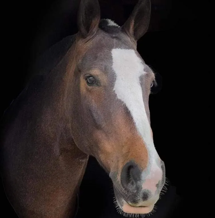 Close-up of a brown horse with a white stripe on its face against a black background.