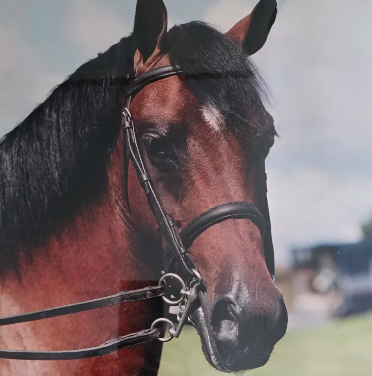 Close-up of a brown horse with a black mane wearing a bridle outdoors.
