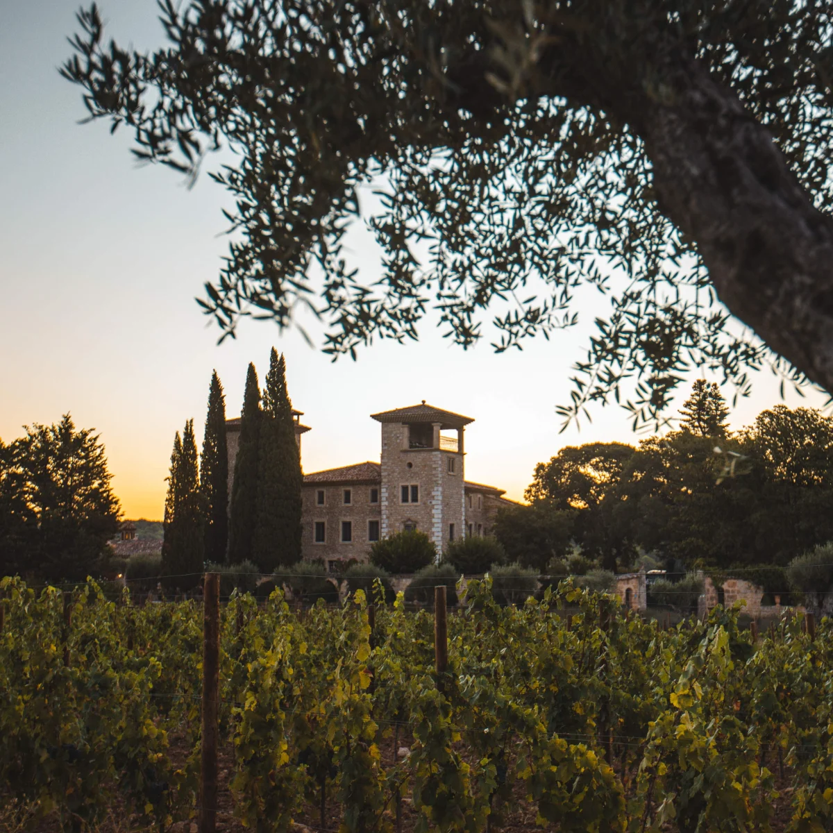 Château et vignoble du groupe MDCV en Provence au coucher du soleil, sous un olivier