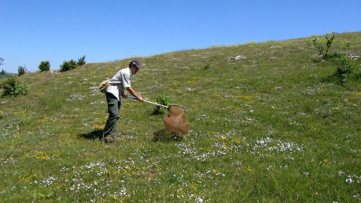 Naturaliste de Biotope en inventaire des insectes, filet à la main, sur une pelouse fleurie