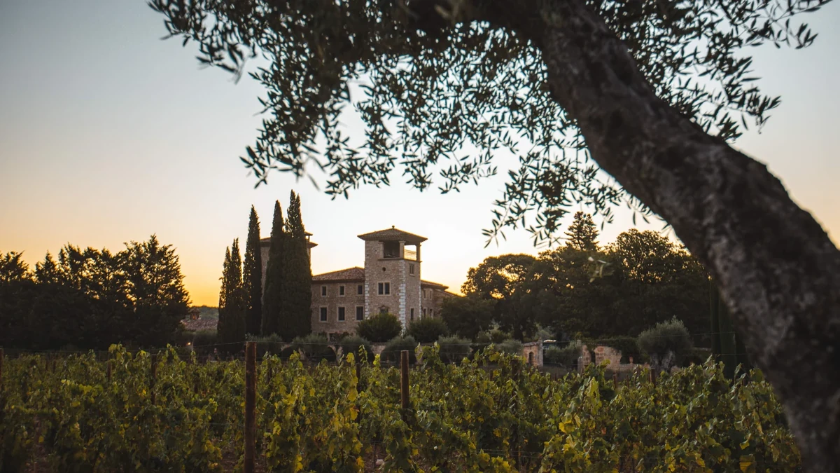 Château et vignoble du groupe MDCV en Provence au coucher du soleil
