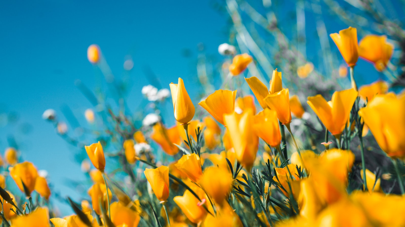 Wildflowers on quiet ground, suggesting a peaceful burial site