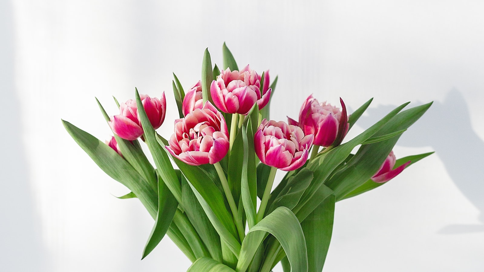 A sympathy bouquet of pink tulips in a clear glass vase
