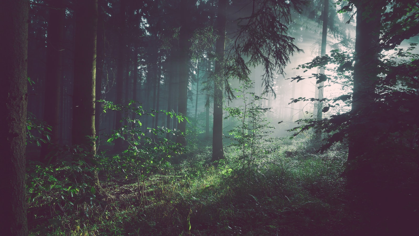 Sunlight streaming through a quiet woodland
