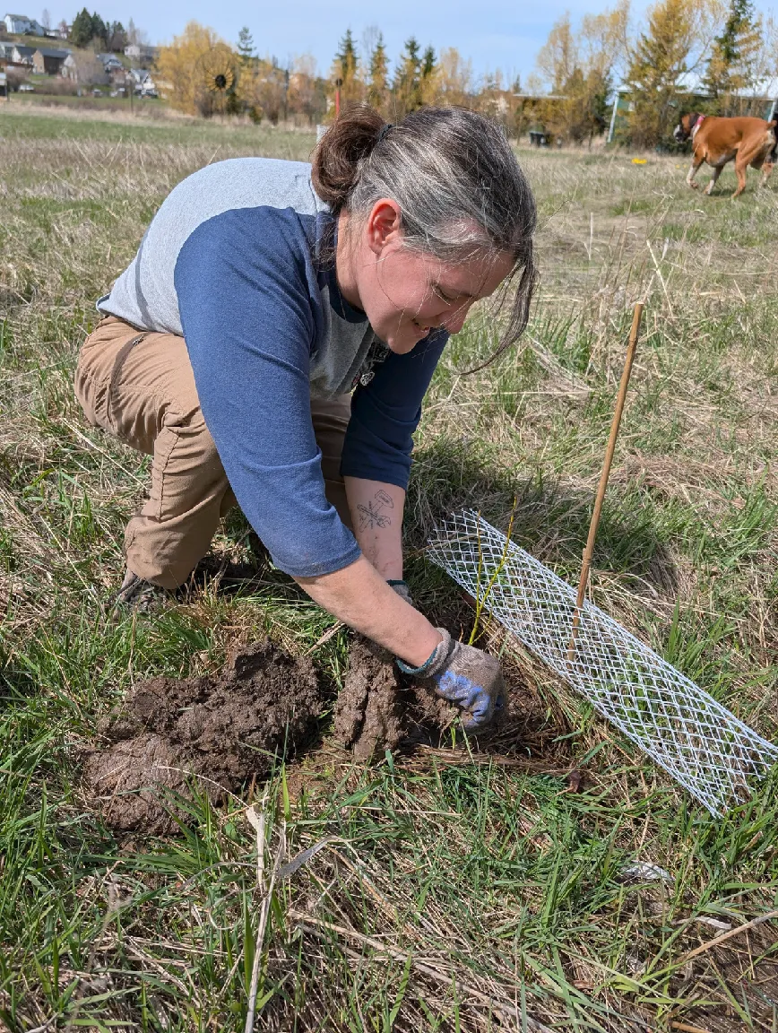 A volunteer kneeling in a field to carefully plant a young seedling protected by a wire mesh tube to prevent wildlife browsing.