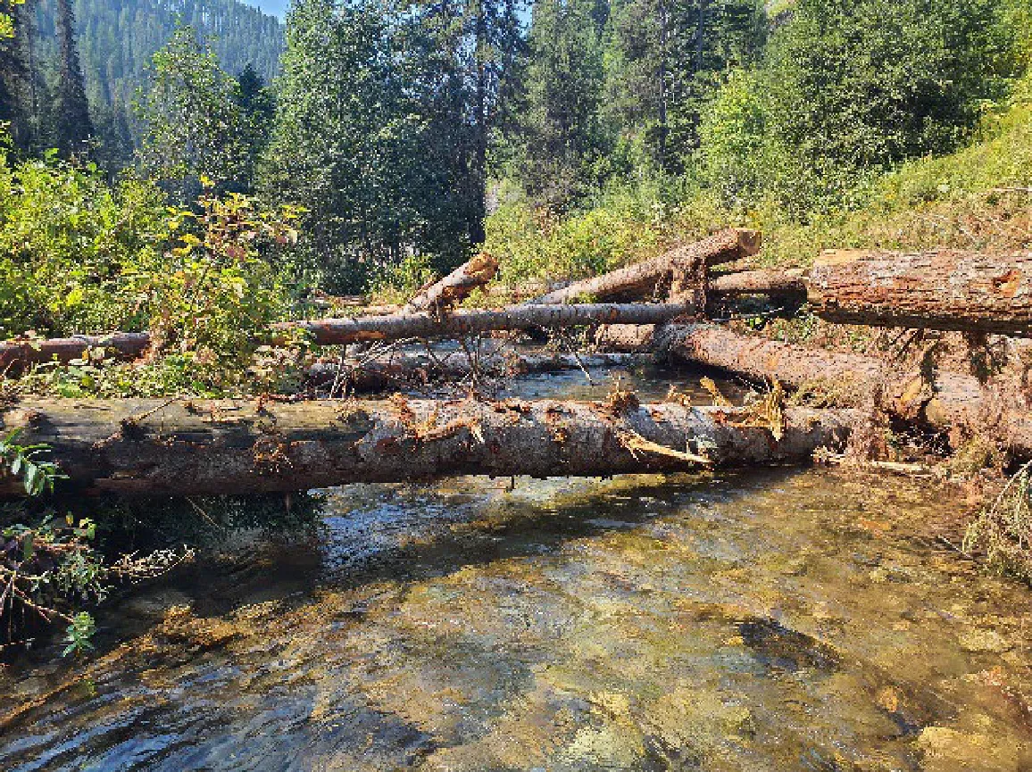 A close-up view of large woody debris and logs strategically placed in a shallow stream to provide cover for fish and stabilize the waterway.