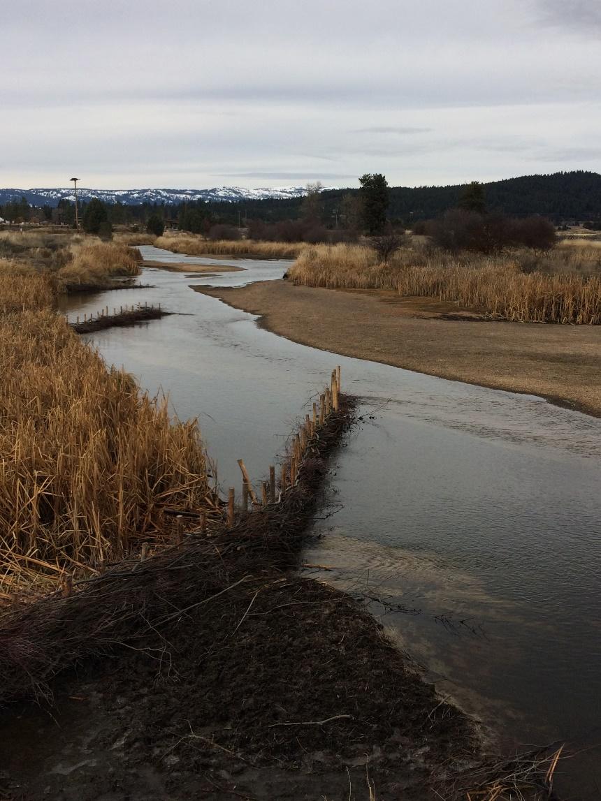 Restored riparian bank on the North Fork Payette River near Cascade, stabilized through a partnership with Trout Unlimited and multiple state, local, and educational partners.
