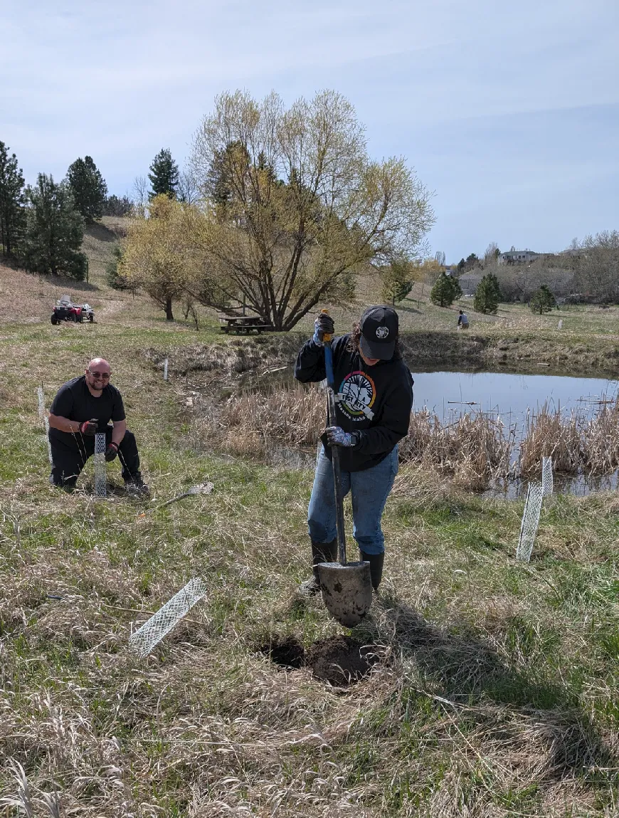 Two volunteers working in a grassy meadow near a pond, using shovels to plant trees protected by translucent plastic tubes.