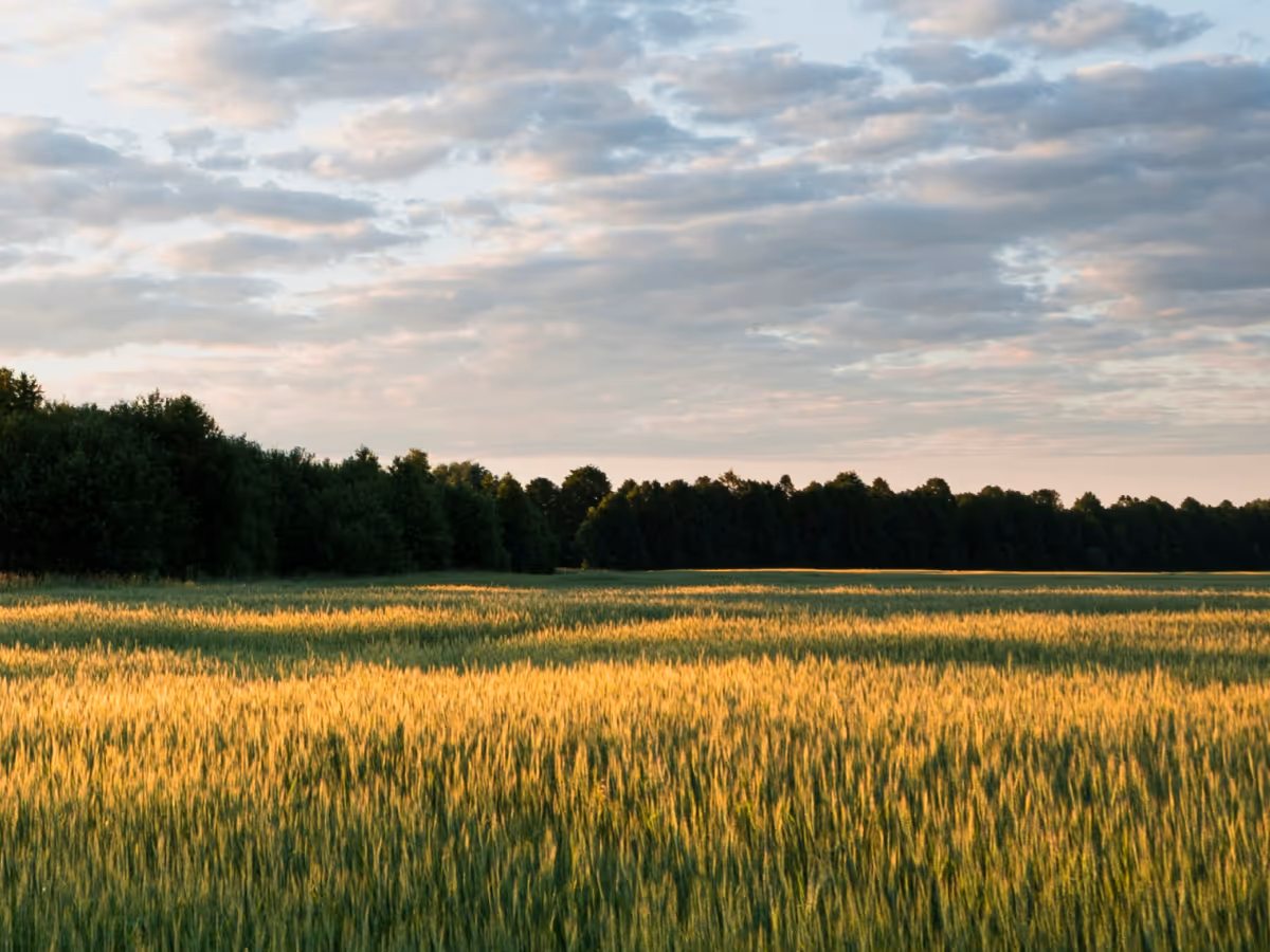 Golden sunlight casting long shadows over a green wheat field with a forest and cloudy sky in the background.