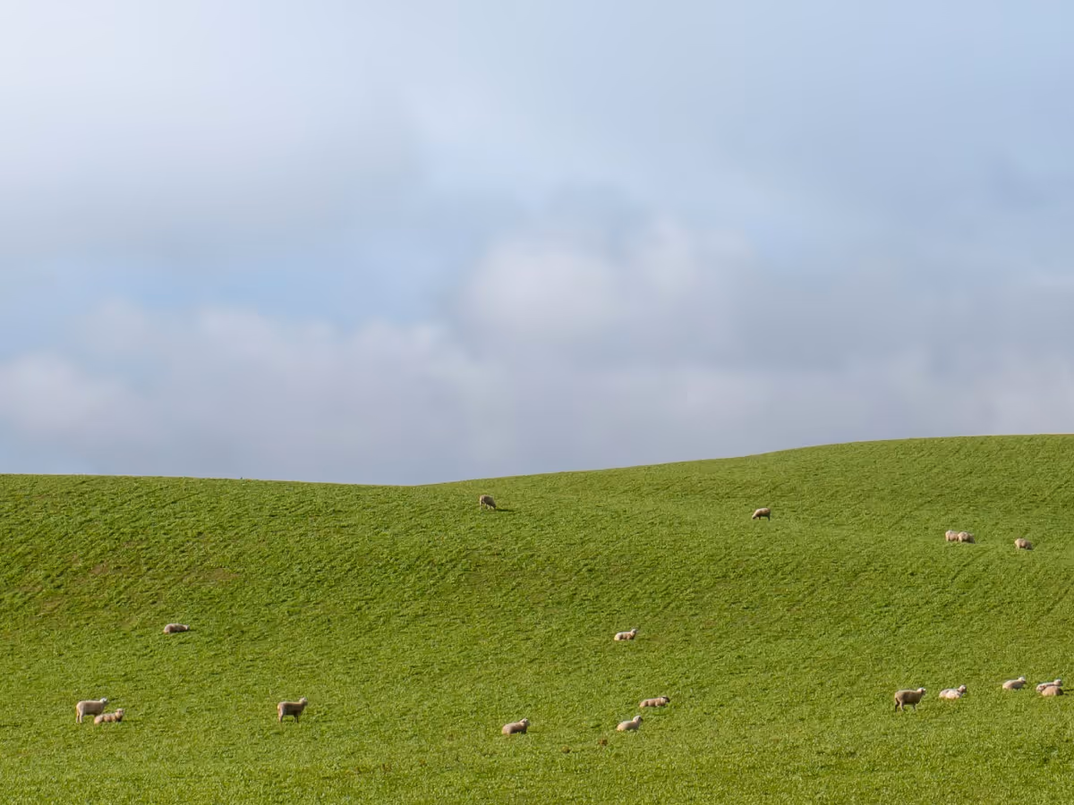 Sheep grazing on a lush green hillside under a cloudy sky.