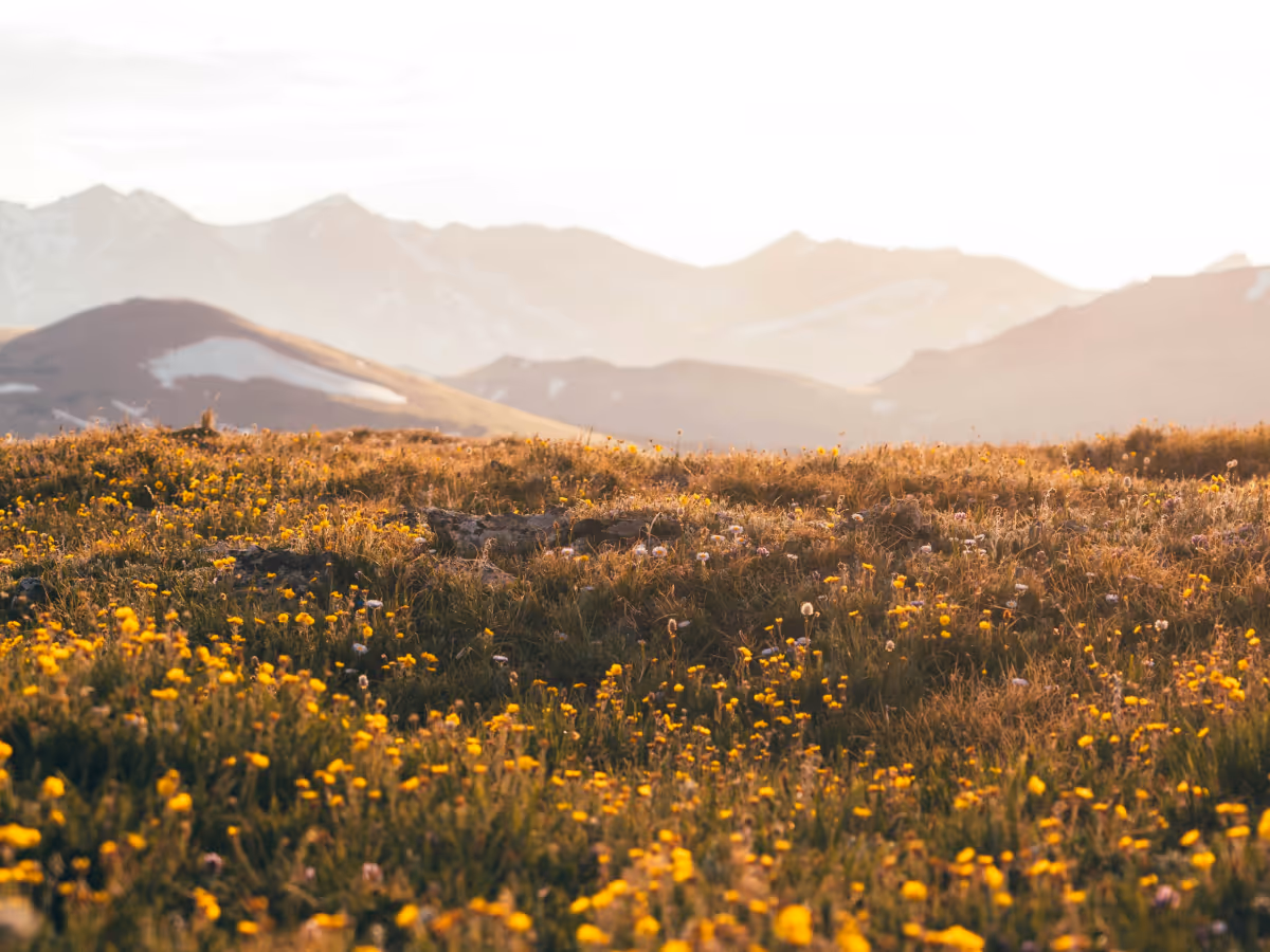 Wildflower meadow in warm sunlight with distant mountain range in soft focus.