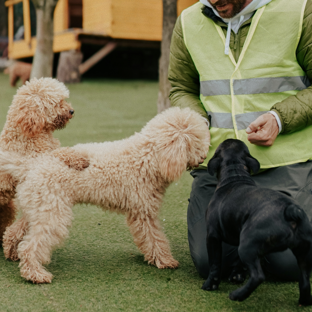 Man in a green reflective vest kneeling on grass, interacting with two curly-haired beige dogs and one black dog.