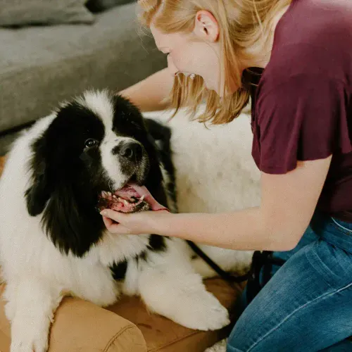 Woman smiling and gently holding the face of a large black and white dog lying on a cushion indoors.