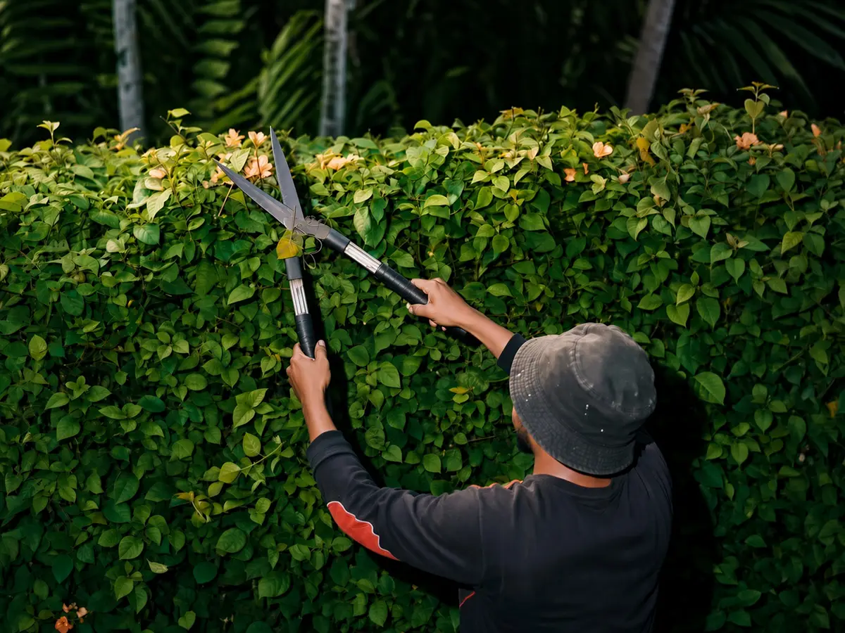 Landscaper trimming a hedge