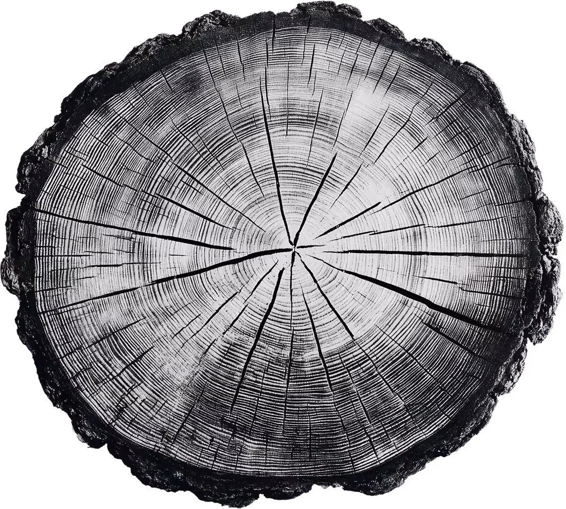 Cross-section of a tree stump showing detailed growth rings and cracks.