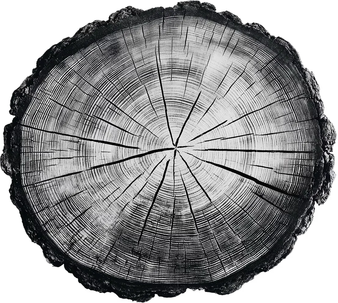 Cross-section of a tree stump showing detailed growth rings and cracks.