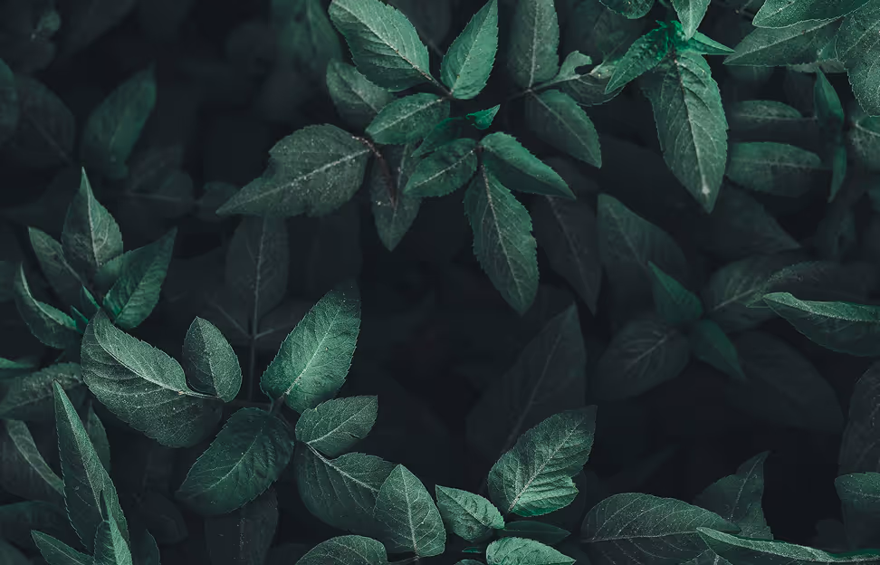 Close-up of dark green leaves densely covering the ground with visible veins and texture.