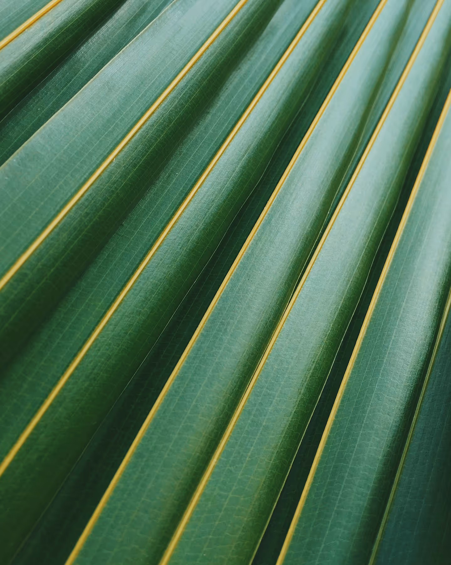 Close-up of green palm leaf with parallel yellow veins.