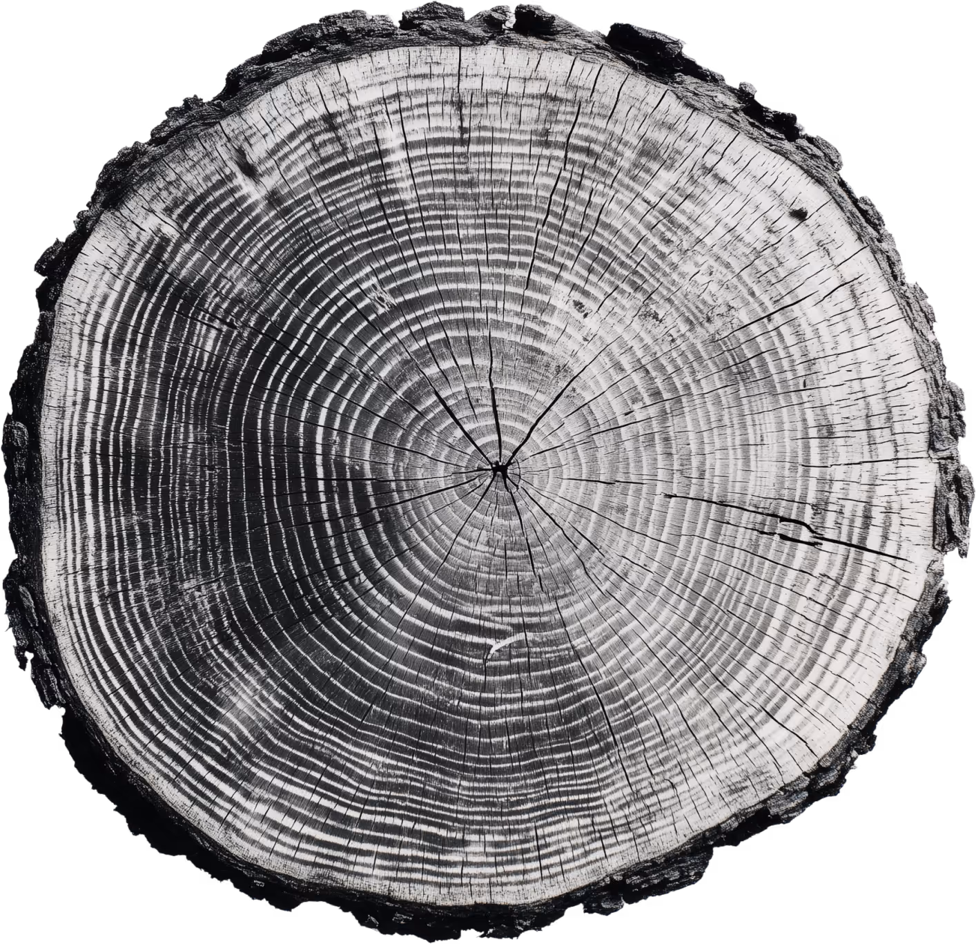 Cross-section of a tree stump showing growth rings and bark edge.