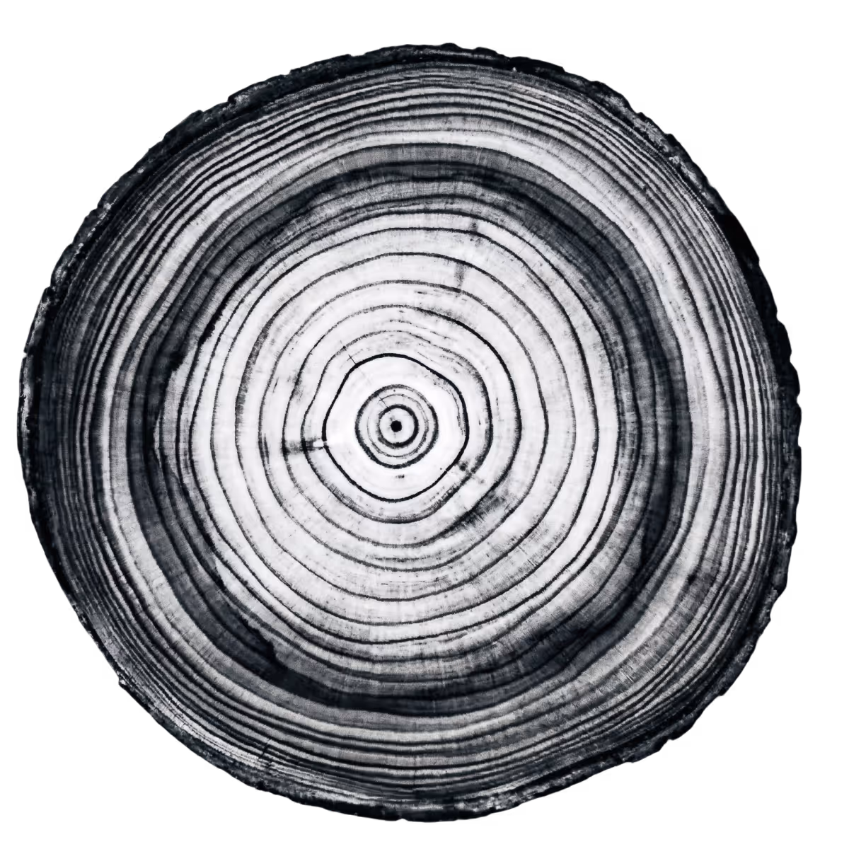 Close-up of tree trunk cross-section showing distinct black and white growth rings.