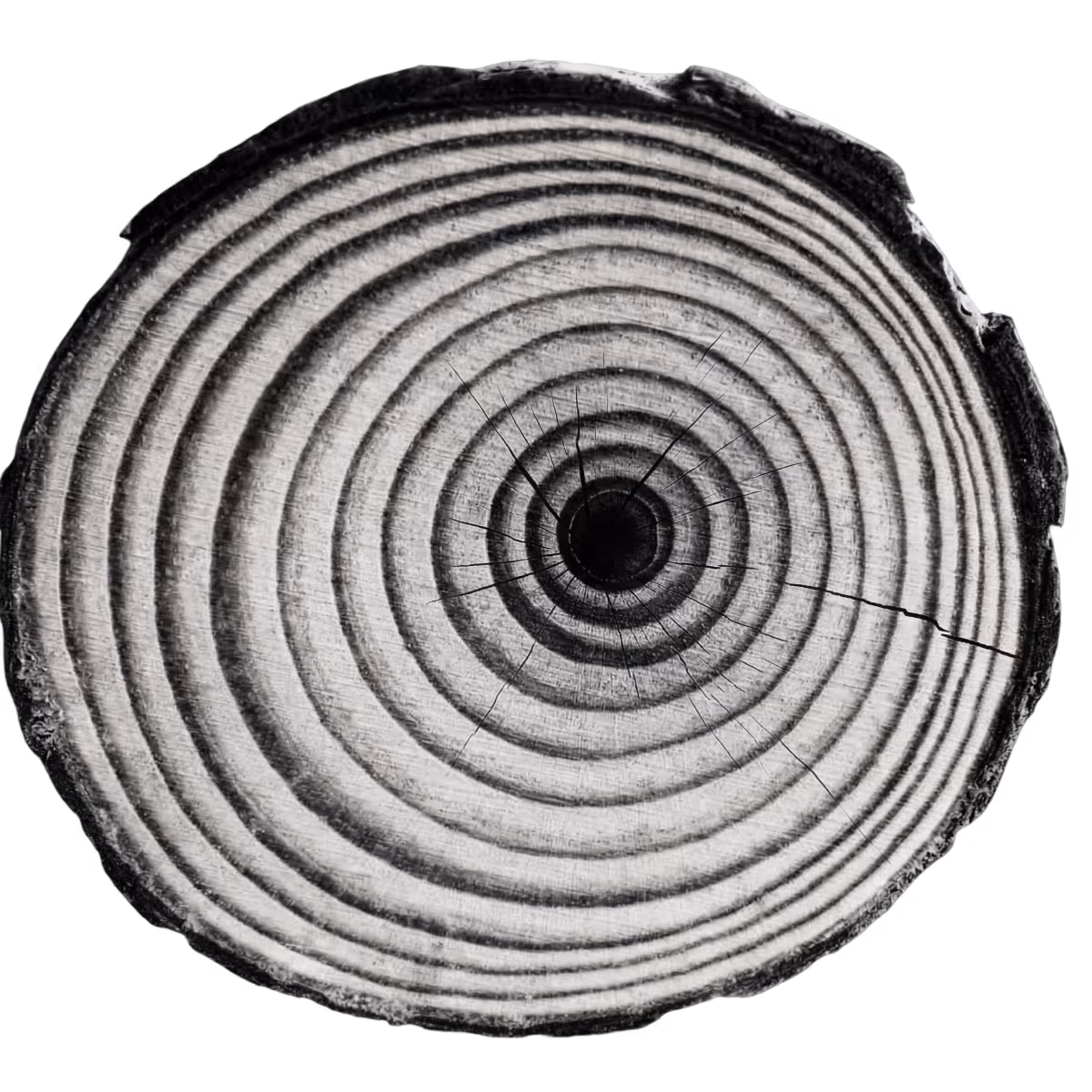 Close-up of tree trunk cross-section showing distinct concentric growth rings.
