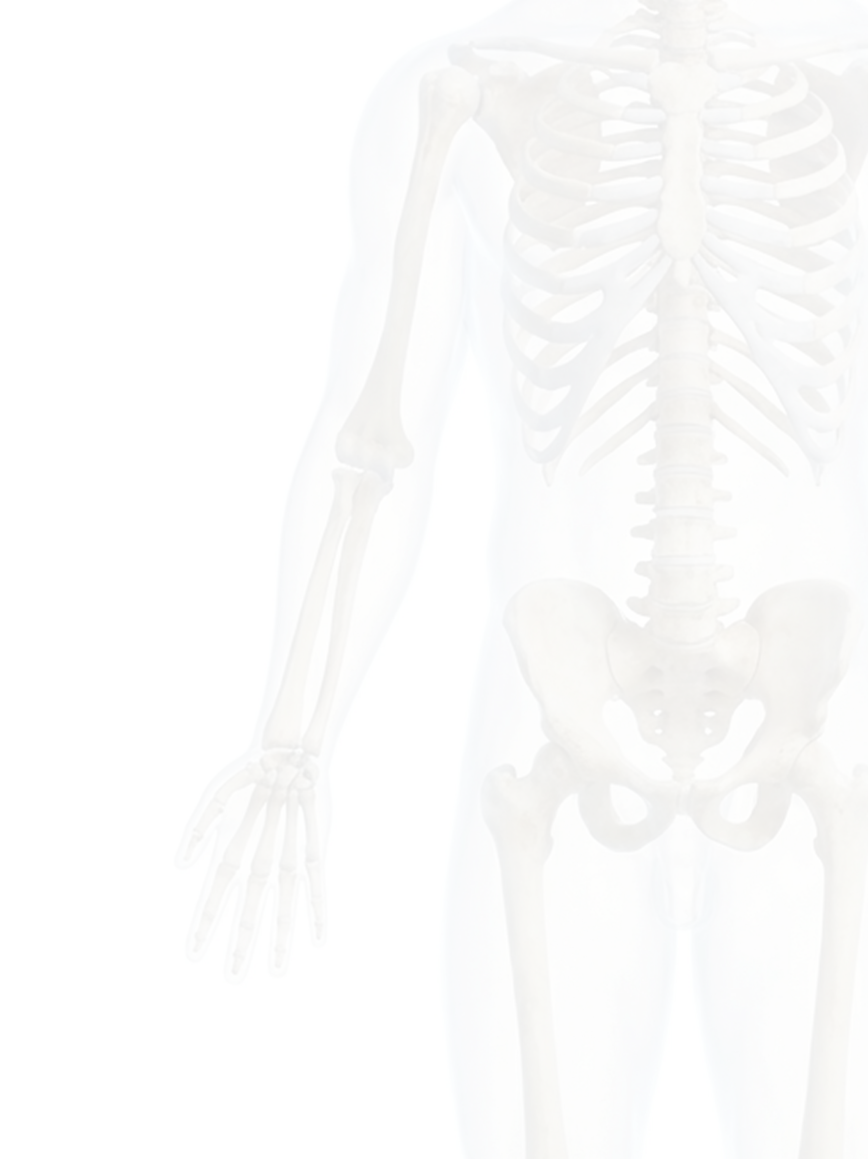 A human skeleton with the lower body visible.