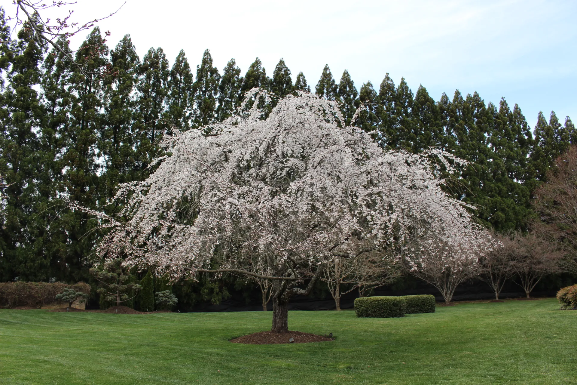 Tree Care Image
