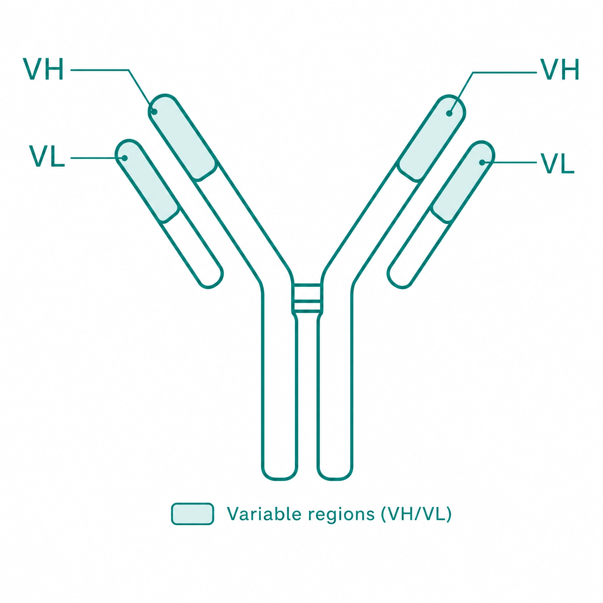 Antibody engineering
