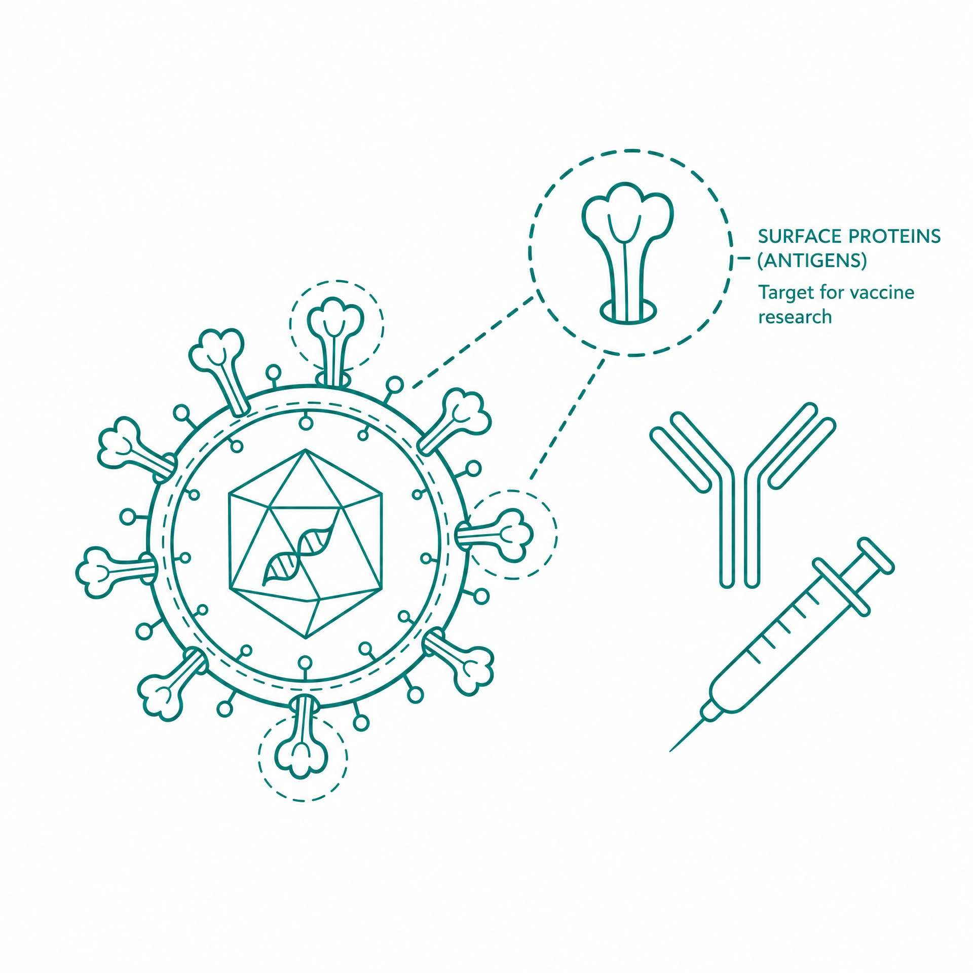 Vaccine and antigen research