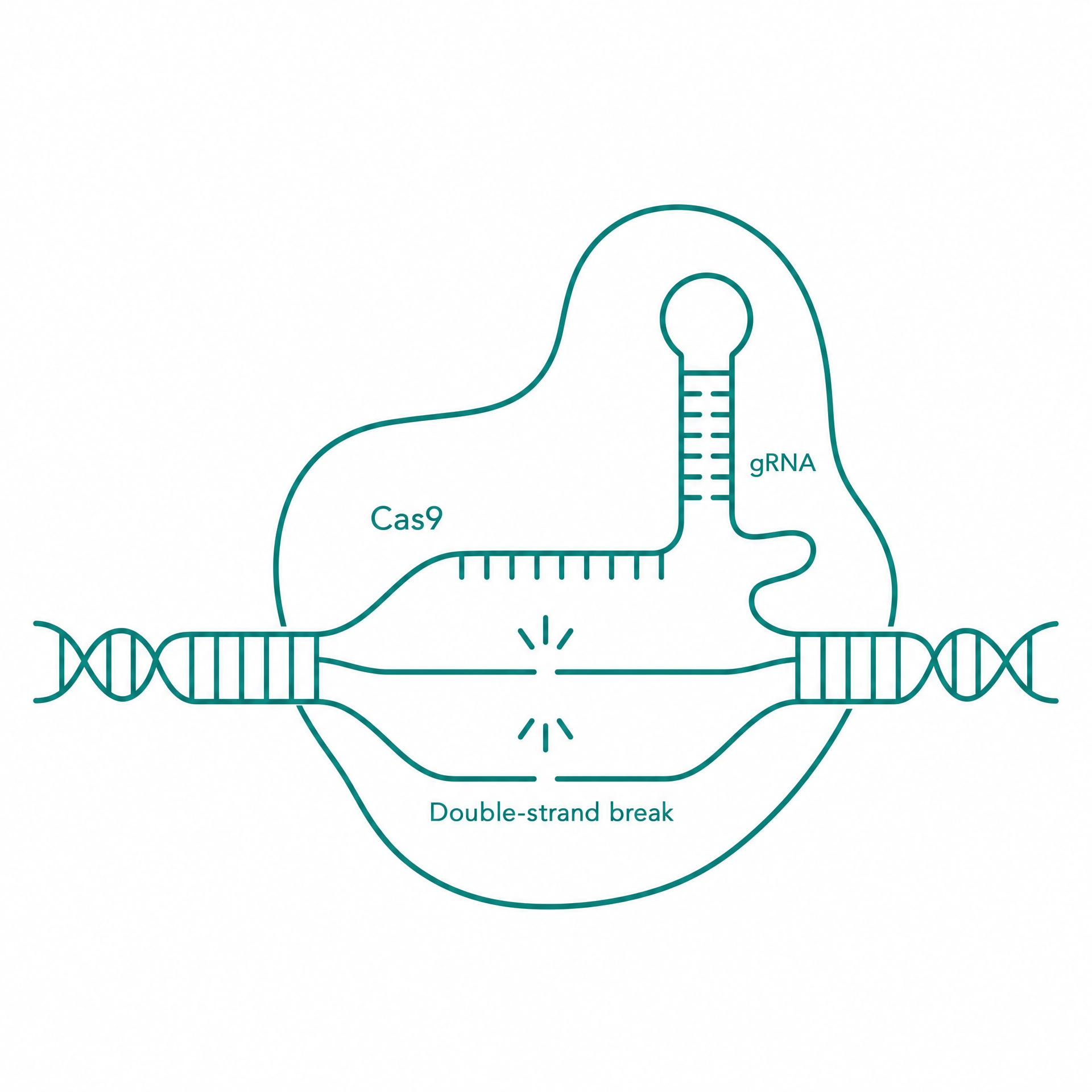 CRISPR and gene editing