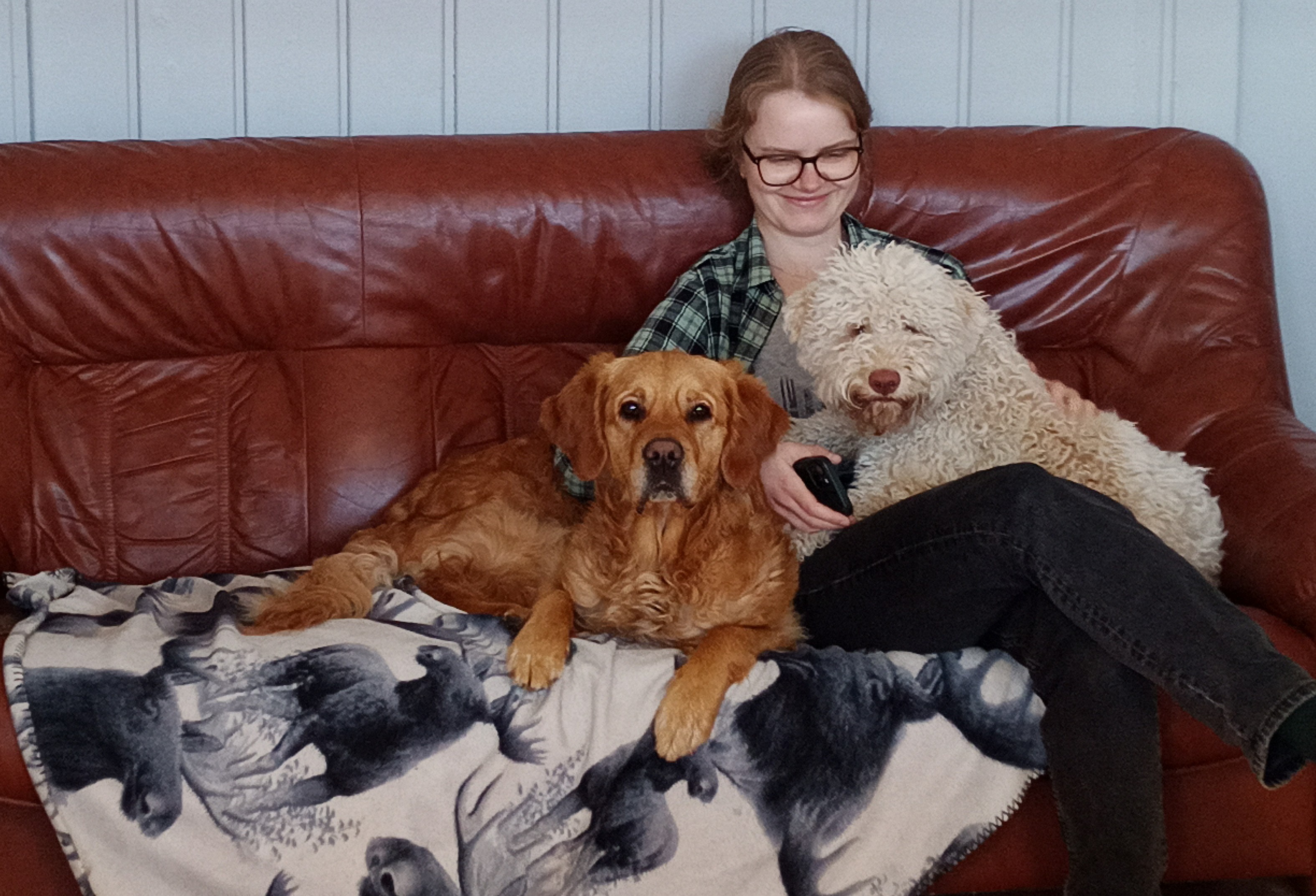 Hund som leker tillsammans med andra hundar på hunddagis.