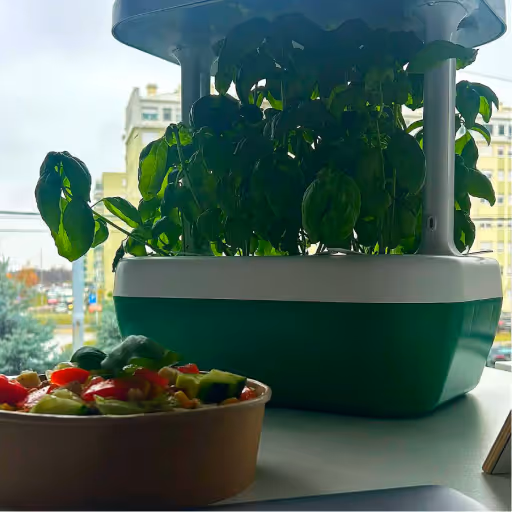 Indoor herb garden with green basil plants next to a bowl of fresh vegetable salad on a windowsill.