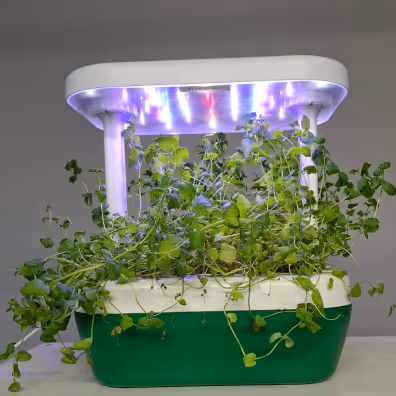 Indoor smart garden planter with green leafy plants growing under purple LED grow lights.