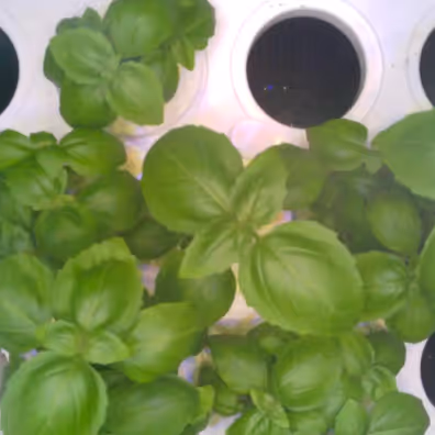 Close-up of green basil plants growing in white hydroponic containers with circular holes.