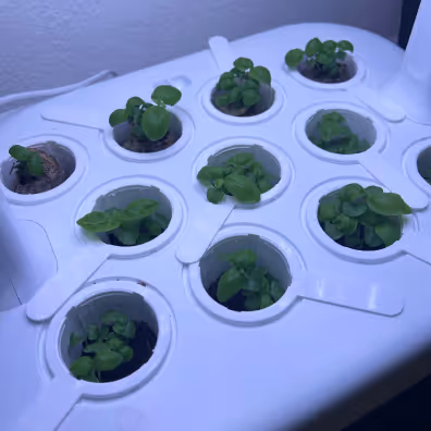 Green seedlings growing in a white hydroponic planter with circular openings under blue light.