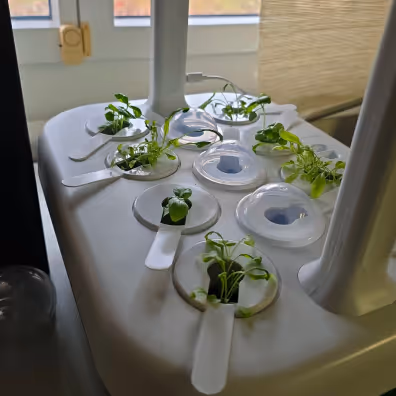 Close-up of a hydroponic garden with small green plants growing in individual pods under artificial light indoors.