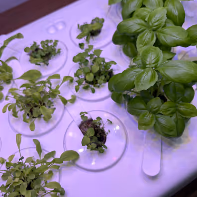 Growborg community image