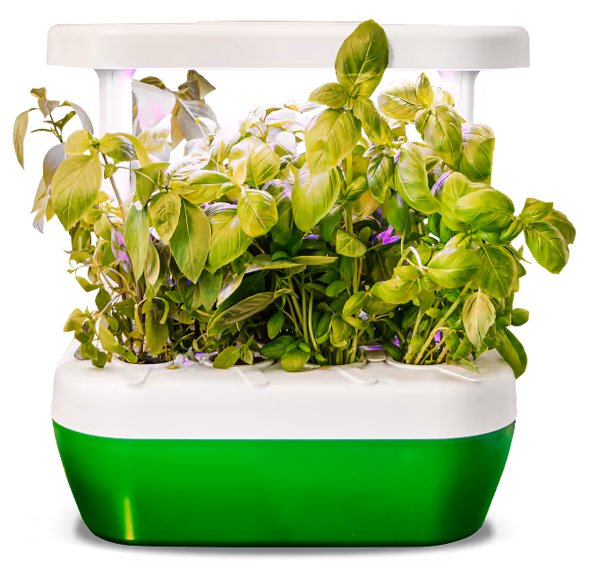 Indoor hydroponic garden with green leafy herbs growing under a white LED light panel in a green and white planter box.