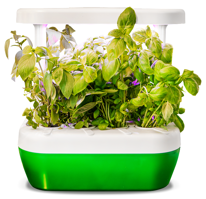 Indoor hydroponic garden with green leafy herbs growing under a white LED light panel in a green and white planter box.