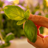 Close-up of a hand holding fresh green basil leaves with a blurred garden background.