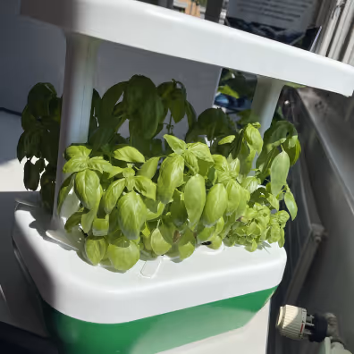 Close-up of small green leafy plants growing in circular hydroponic pods under purple grow lights.