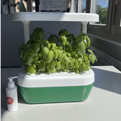 Indoor hydroponic garden with green leafy plants growing under a purple LED grow light in a white and green container.