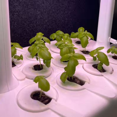 Top view of green basil plants growing in a white hydroponic system with circular openings.
