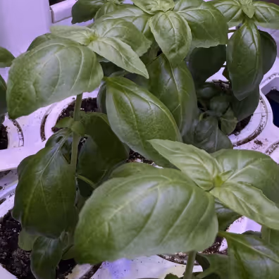 Close-up of small green hydroponic plants growing in a white tray under purple grow lights.