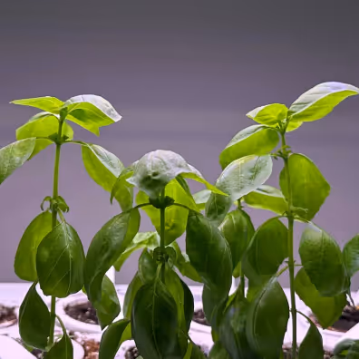 Close-up of small green seedlings growing in a white hydroponic indoor garden system.