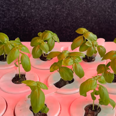 Indoor hydroponic garden system with small green plants growing in white pods under grow lights.