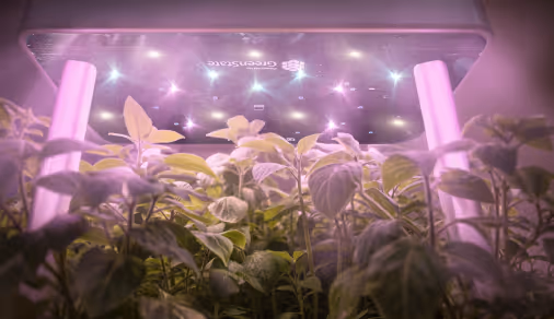 Indoor plants growing under a purple LED grow light panel in a controlled environment.